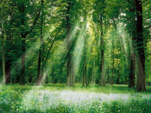 sunrays-in-green-forest